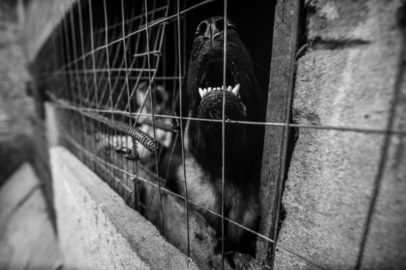 Foto: Bruno Ouriques